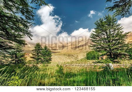 Cedars of Lebanon, beautiful ancient cedar tree forest in the mountains, amazing Lebanese nature, peaceful landscape of a National Park Reserve, Bsharre village, North of Lebanon 