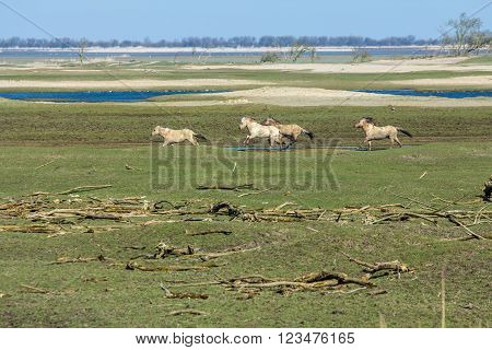 Konik horses in the Oostvaardersplassen Flevoland the Netherlands