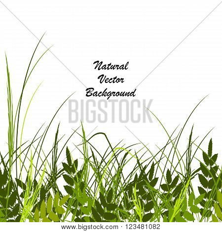 Vector illustration with a beautiful green grass and leaves isolated on white background.