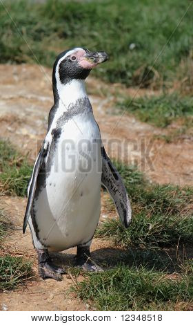 Spheniscus Humboldti Pinguin