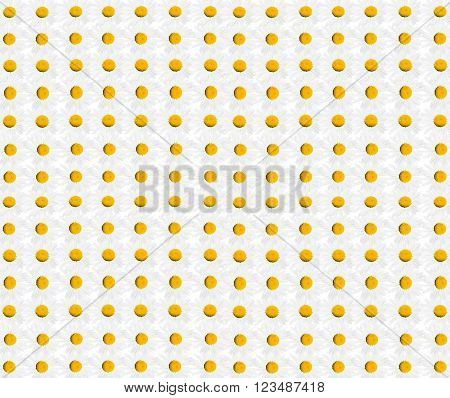 pattern from beautiful white chamomiles with yellow heart