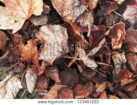 Pile of different dry leaves underfoot