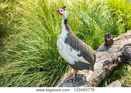 Helmeted Guinea Hen Bird