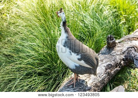 Helmeted Guinea Hen Bird