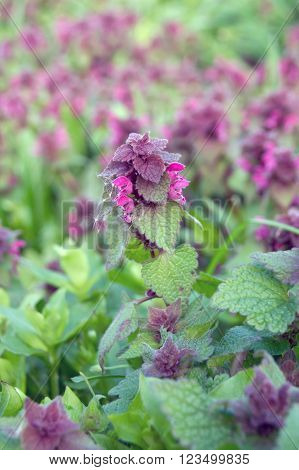 Red dead nettle (Lamium purpureum) medicinal weed.