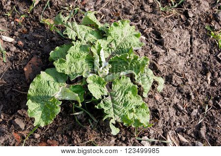 Milk thistle (Carduus acanthoides) sprout weeds in the ditch.
