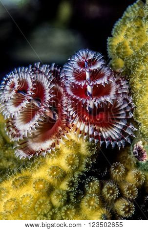 Spirobranchus giganteus commonly known as Christmas tree worms are tube-building polychaete worms belonging to the family Serpulidae
** Note: Soft Focus at 100%, best at smaller sizes