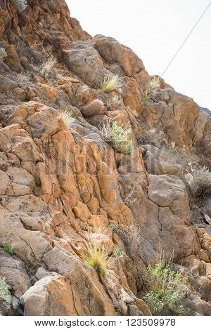 A variety of plants and a cactus growing in a jumble of rocks on the wall of Fall Canyon, Death Valley National Park