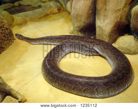 Six pieds Python