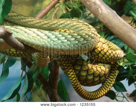 Snake indvikling