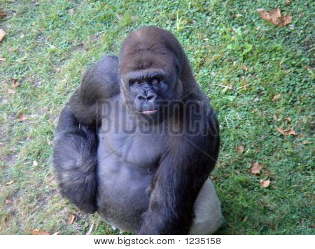 De udgør Gorilla