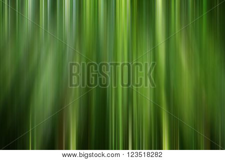 Bamboo forest abstract , used as abstract and background