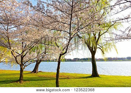 Cherry blossom in Washington DC. A beautiful Japanese cherry tree in full bloom near Potomac river in the spring.