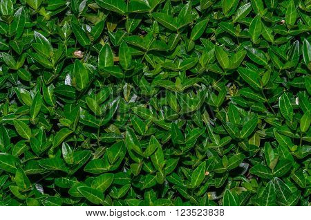 shades of green, leaves, foliage, nature, background,