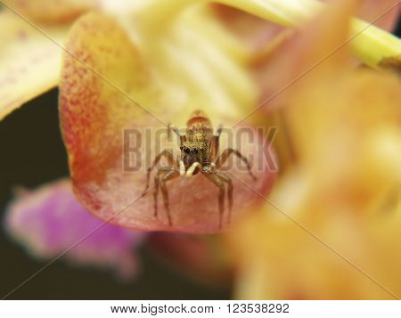 A macro headshot of a jumping spider on orchid flower(aerides sp.). Shallow depth of field focus on eye.