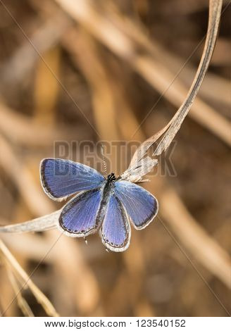 Dorsal view of a tiny Eastern Tailed Blue butterfly resting on a dry blade of grass in spring sun