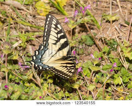 Dorsal view of an Eastern Tiger Swallowtail butterfly feeding on pink Henbit flowers