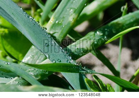 Droplets of dew on the green leaves
** Note: Shallow depth of field