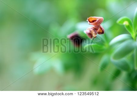 fresh eastre  Cress, cuckoo flower on white background