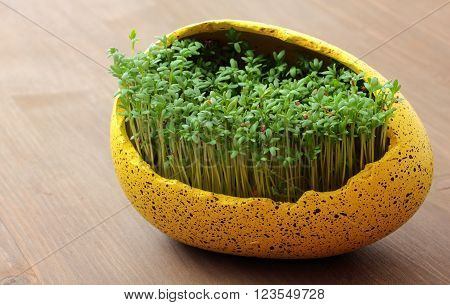 fresh eastre  Cress, cuckoo flower on wooden background