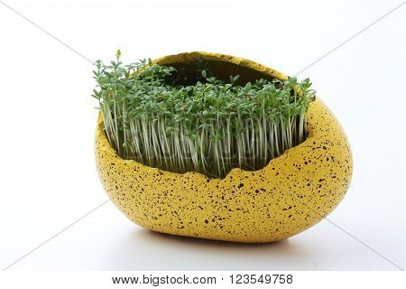 fresh eastre  Cress, cuckoo flower on white background