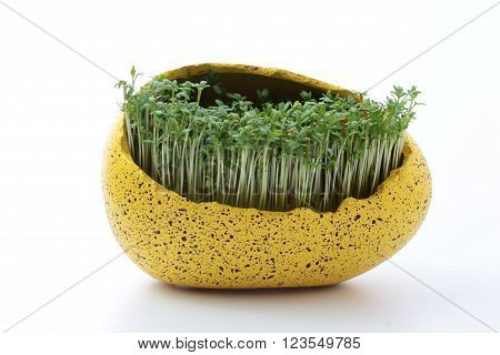 fresh eastre  Cress, cuckoo flower on white background