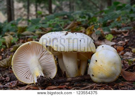 Gold flecked woodwax or Hygrophorus chrysodon mushrooms in natural habitat