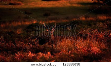 Red Deer