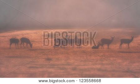 Red Deer