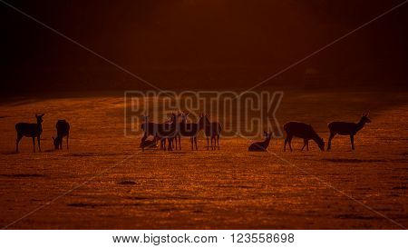 Red Deer