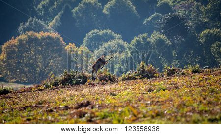 Red Deer Jumping