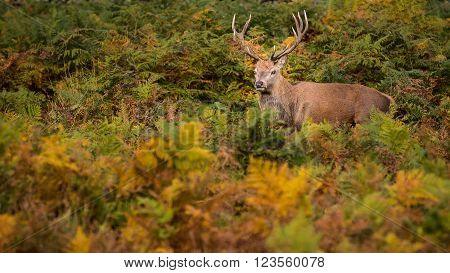 Red Deer Stag