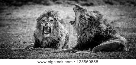 Pair Male Lion