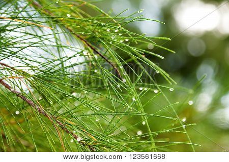 Natural background with pinetree branches. Raindrops on pine needles.
** Note: Shallow depth of field