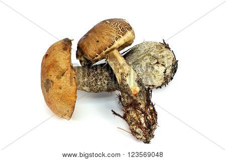 Two different fresh mushrooms on a white background