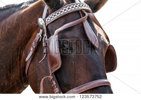 Face horse in bridle close. The sight of a horse. Horse isolated on a white background.Thoroughbred horse chestnut suit.