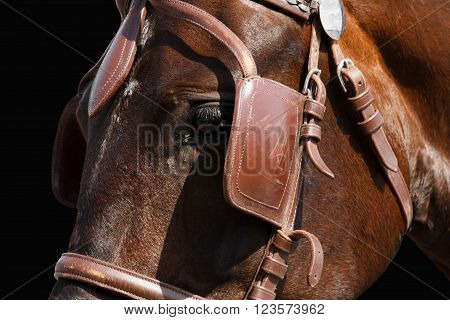 Horse head in bridle close. The sight of a horse. Horse isolated on black. Thoroughbred horse chestnut suit.