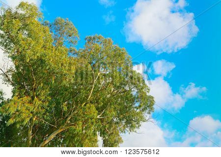 eucalyptus tree seen from below on a cloudy day