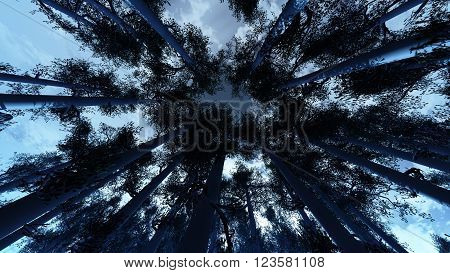 Winter Pine Forest Low Wide Angle