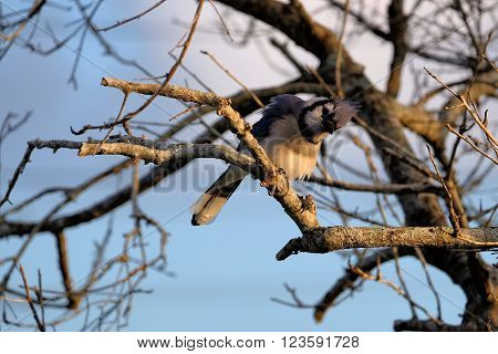 Puffedd up Blue Jay with ruffled feathers in a tree with head cocked
** Note: Shallow depth of field
