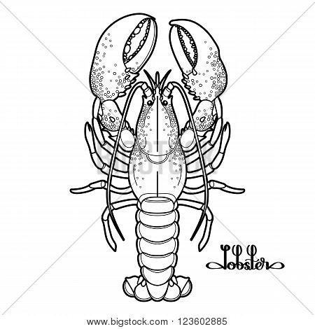 Graphic vector lobster drawn in line art style. Sea and ocean creature isolated on white background. Top view. Seafood element. Coloring book page design