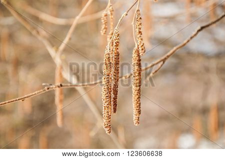 Birch catkins on a branch closeup spring. Birch bud (Alnus Alder Betula Betulaceae) on a nature background