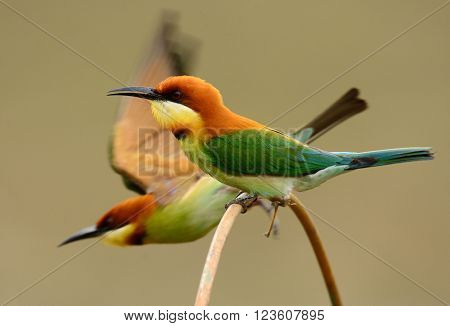 beautiful chestnut headed bee eater (Merops leschenaulti) possing