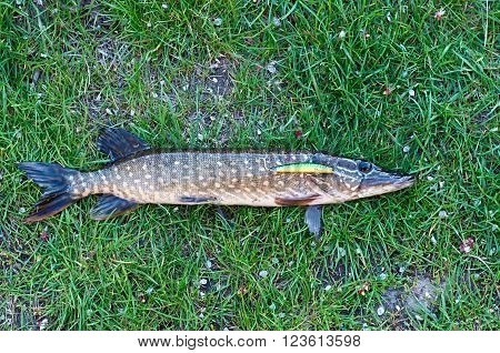 pike caught with bait on the grass background