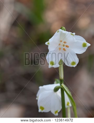 Close up of spring snowflake detail of flower carpel and stamen.