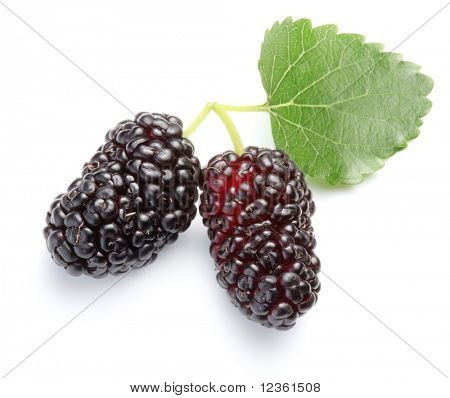 Zwei Maulbeeren mit einem Blättern. Isoliert auf weißem Hintergrund.