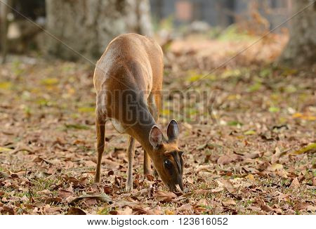 beautiful female red muntjack (Muntiacus muntjack) in Thai forest