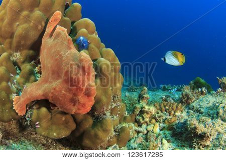 Giant Frogfish