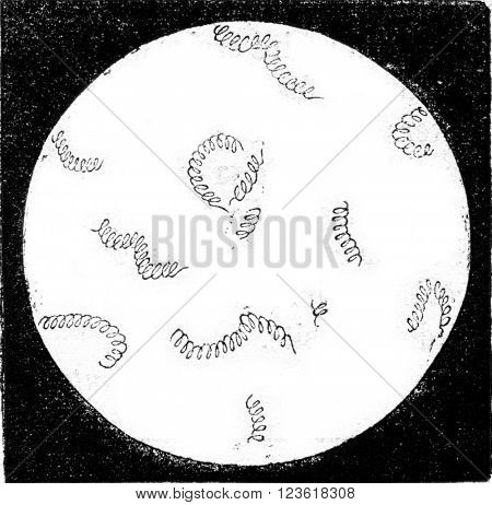Spirilla (Spirillum volutans), magnified 350 times, vintage engraved illustration. Magasin Pittoresque 1873.