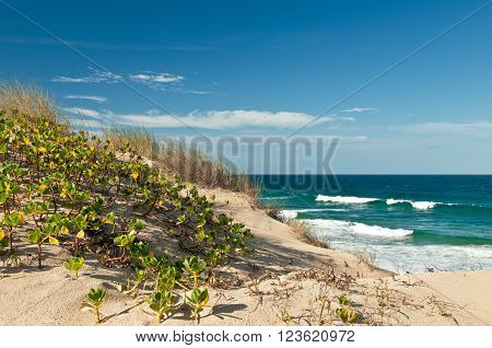 View on dunes of white sand with green grass, blue sky with clouds and ocean with waves. Indian Ocean tropical beach with waves, Tofo, Mozambique